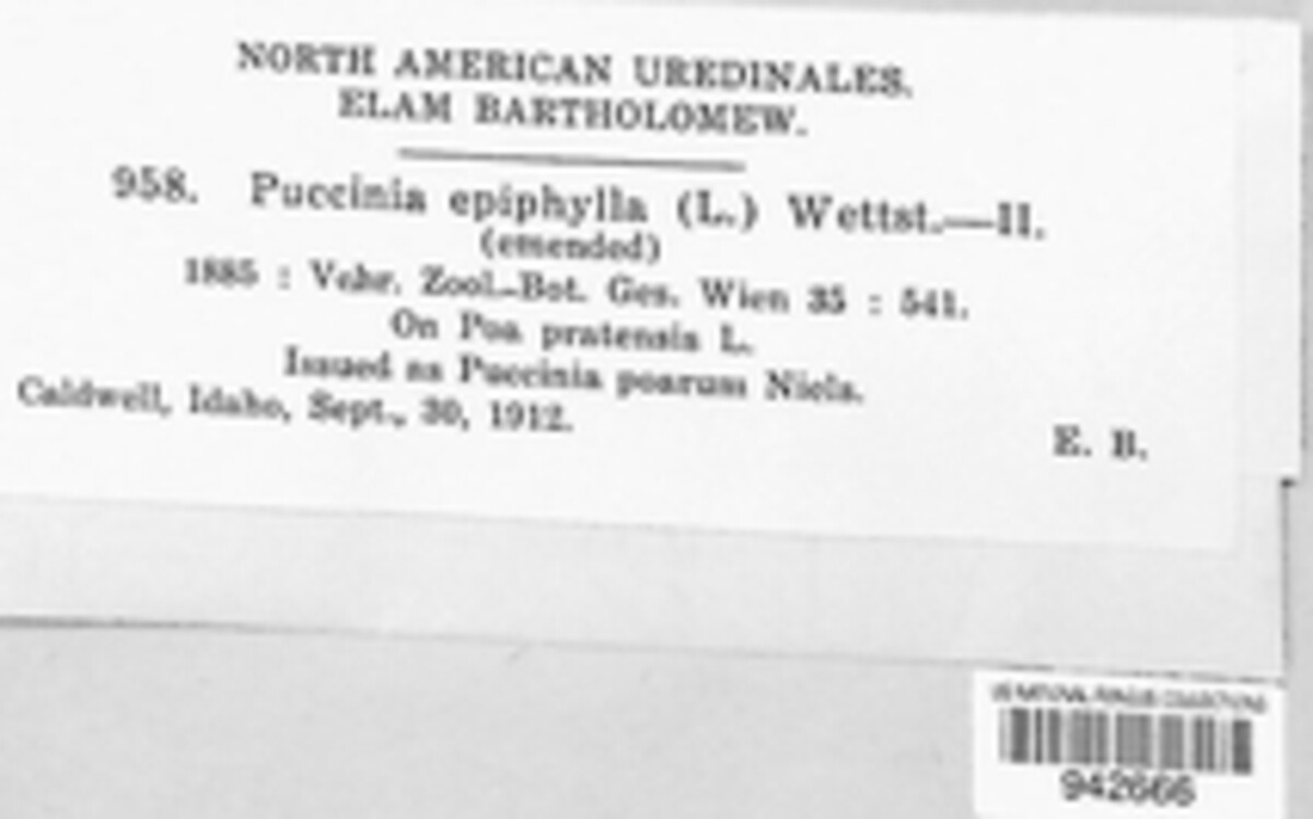 Puccinia epiphylla image